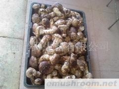 供应鲜野生菌，云南特产
