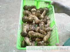 供应野生鲜松茸，冰冻松茸，云南野生菌，云南特产