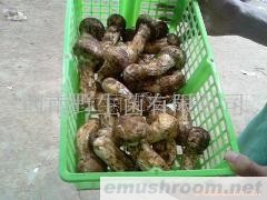 供应云南野生鲜松茸，