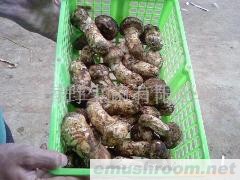 供应野生鲜松茸，