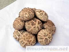 供应鲜香菇、Manbetx体育手机版V17版本发布.官网安卓网.香港、蘑菇等农产品