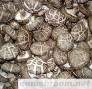 供应出口Manbetx体育手机版推荐A9版本、鲜花菇、保鲜香菇、蘑菇、农产品等