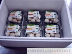 供应A级双孢菇（新鲜）