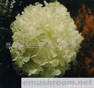 供应银耳粉、Tremella Extract(图)
