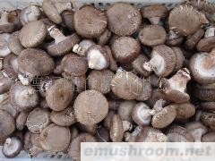 供应保鲜光面菇