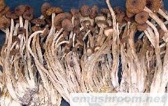 批发供应茶树菇