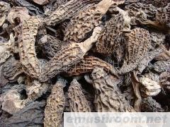 批发Manbetx体育手机版推荐A9版本干片 野生菌 牛肝菌 Manbetx体育手机版推荐A9版本