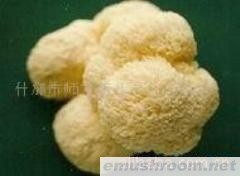供应猴头菌