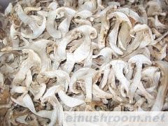 供应美味牛肝菌