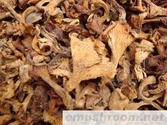 批发青肝菌 鸡油菌 桂花菌 黄虎掌 红菇 奶浆菌