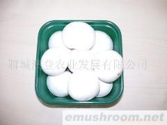 供应A级双孢菇