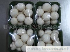 供应食用菌（双孢菇）