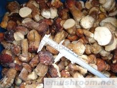 供应速冻牛肝菌