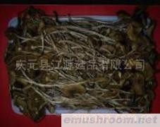 供应金针菇(图)