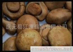 供应双孢蘑菇(图)