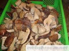 批发云南出口级速冻美味牛肝菌对开 无虫 无泥 无杂