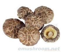 供应花菇,香菇,茶树菇,银耳,Manbetx体育手机版推荐A9版本,竹荪,黑木耳