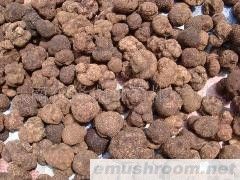 批发新鲜块菌 出口级块菌 内销块菌 国内外块菌批发