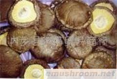 批发供应出口菇,香菇片