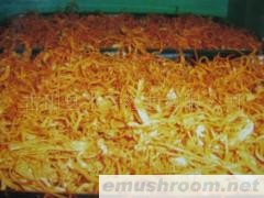 供应Manbetx体育手机版V17版本发布.官网安卓网.香港多糖菌丝粉