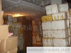 批发速冻牛肝菌 青头菌 珊瑚菌 黑牛肝 谷熟菌冻品