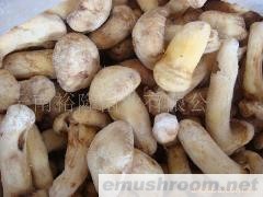 批发速冻松茸菌 冰冻松茸菌 冰鲜松茸菌 酒店专用