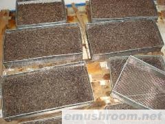 批发出口级成熟黑块菌速冻品 块菌干片 块菌钉 块菌