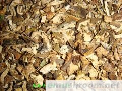 批发出口美味牛肝菌SP碎块 小片 小帽 大帽 D级