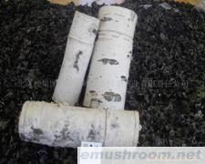 供应野生蘑菇