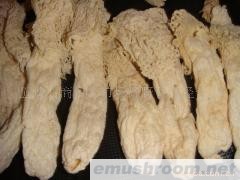 供应竹裙，竹荪