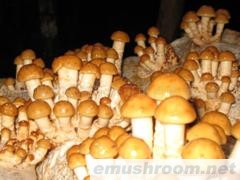 批发供应鲜滑子菇,Manbetx体育手机版V17版本发布.官网安卓网.香港1件起批(图)