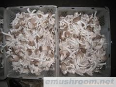 供应秀珍菇，Manbetx体育手机版推荐A9版本(图)