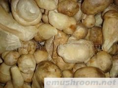 批发速冻老人头，ManBetX体育；松茸；黑虎掌；鸡枞；块菌；