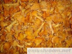 批发鸡油菌；美味牛肝菌；红葱；白葱；黄赖头；高脚葱