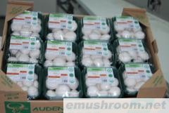 供应绿色食品双孢菇