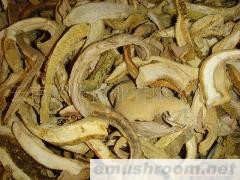 批发黄虎掌干片，野生黄虎掌干品，黄虎掌产地直销批发