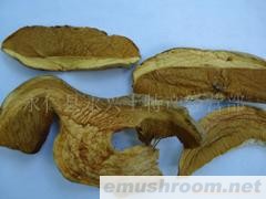 深黄牛肝菌,黄香菌