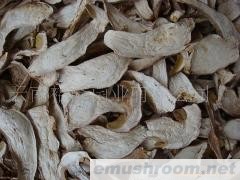 批发美味牛肝菌干片；紫牛肝；青肝菌；鸡油菌；桂花菌