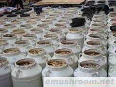 批发供应云南野生菌；牛肝菌；ManBetX体育速冻、干品、盐积