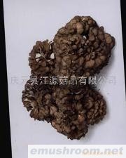 供应灰树花(图)