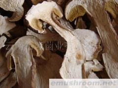 批发美味牛肝菌；黄虎掌；红菇；奶浆菌；谷熟菌干片