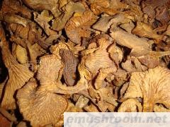 批发鸡油菌；桂花菌；黄虎掌；红菇；奶浆菌；谷熟菌