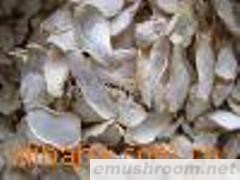 批发供应杏鲍菇