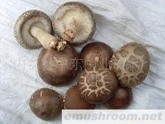 供应保鲜香菇