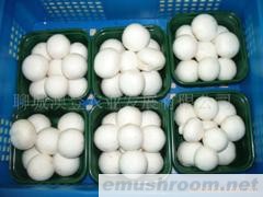 供应优质特级双孢菇