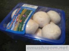 供应绿色食品双孢菇