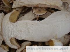 批发美味牛肝菌；ManBetX体育；松茸；黑虎掌；鸡枞；块菌