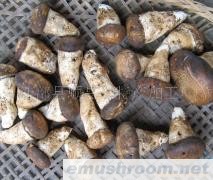 供应老人头，野生菌，ManBetX体育，速冻，干品