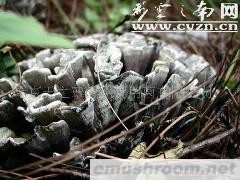 大量批发野生干巴菌、鲜品、速冻等(图)