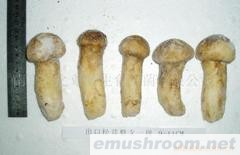 大量批发野生松茸菌、鲜品、速冻等(图)